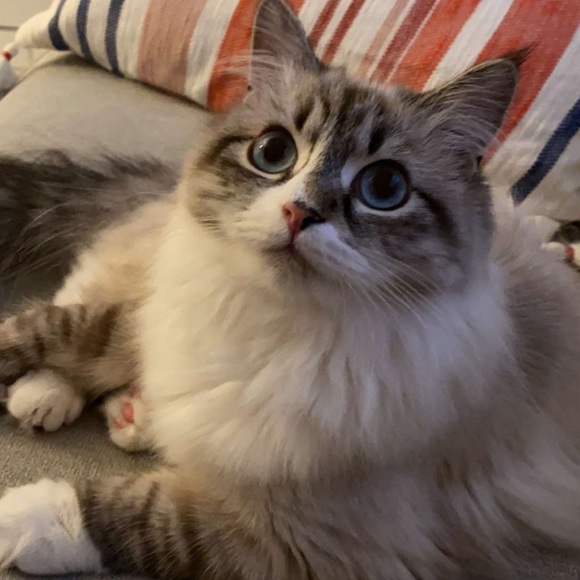 Meet your Posher, Carol - Picture 1 of 1